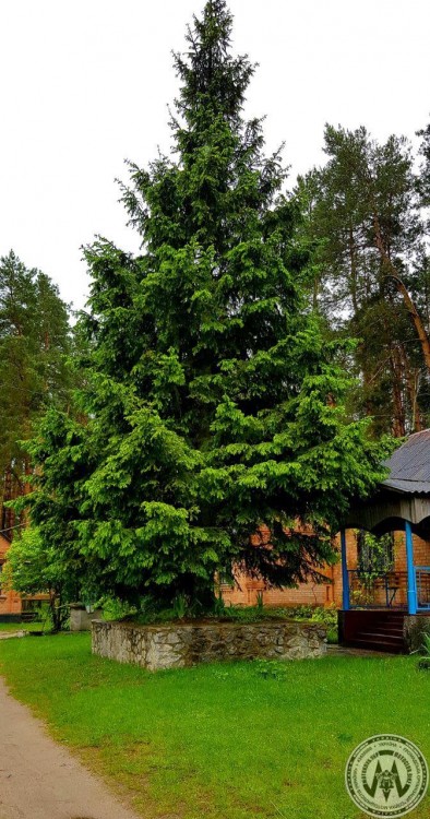 Опозитне Збіговисько - Турбів 2020